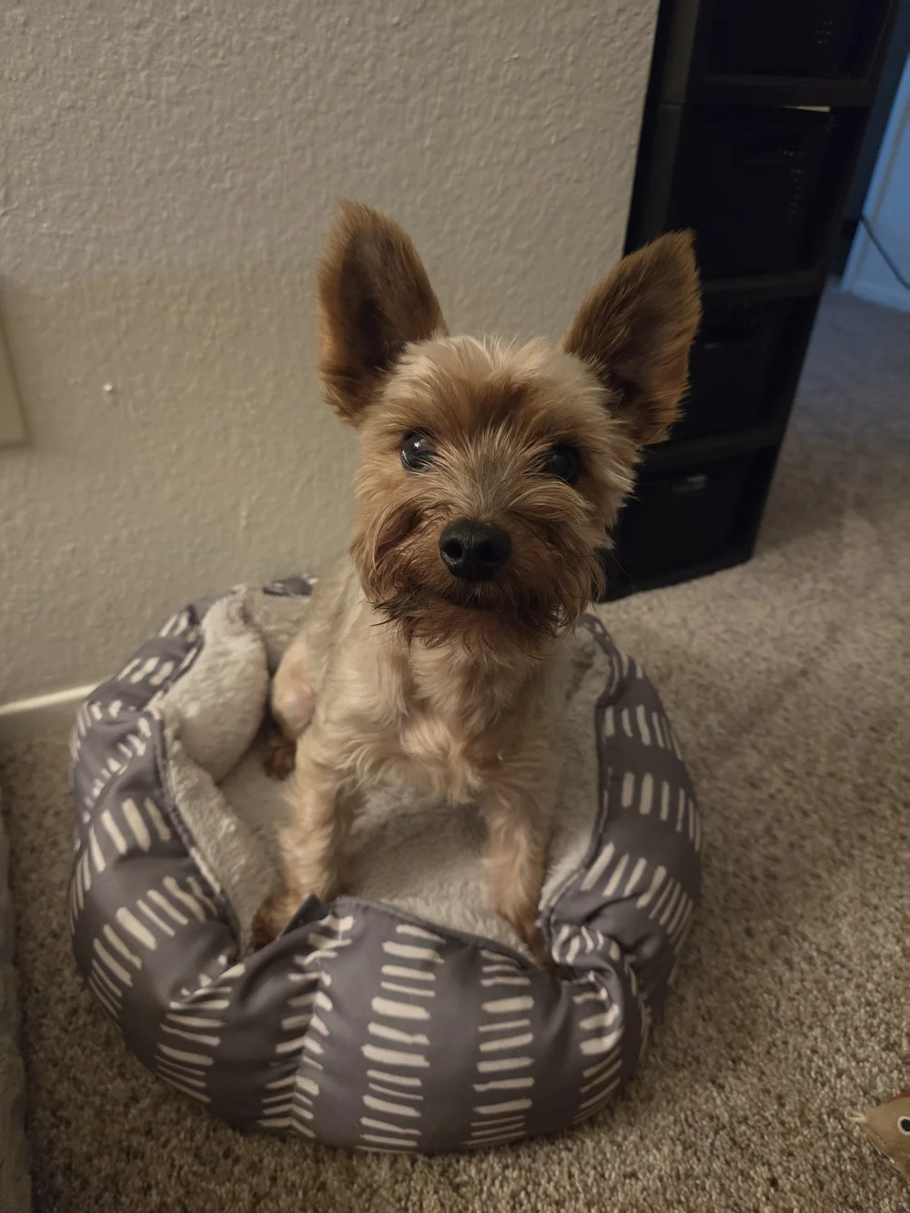 Fringe Studio Gray Plush Pet Bed - Cozy Round Cushion